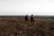 South Africa-The Cape-Southern Cape Trek